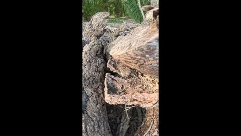 Decaying tree trunk Stock-Footage 332449124