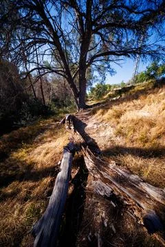 Decaying Tree Trunk on a Forest Path in Benidorm Hills Stock-Fotos