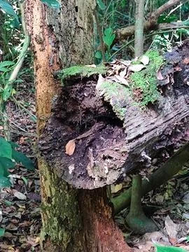 Decaying tree trunk in the forest Stock Photos