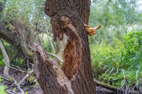 Decaying tree trunk with a hollow cavity and chicken of the woods fungus Stock Photos