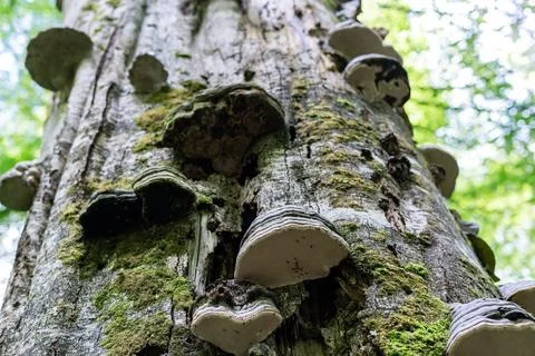 Decaying tree trunk in lush forest, densely covered with bracket fungi poly.. Stock Photos