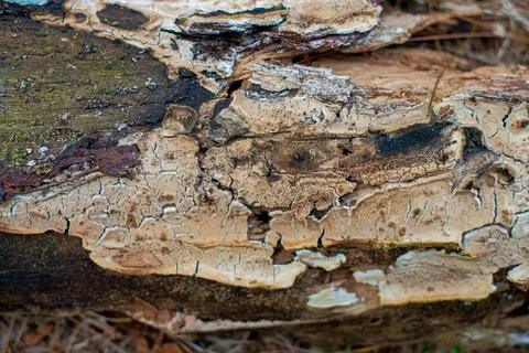 Decaying Tree Trunk with Peeling Bark Stock Photos
