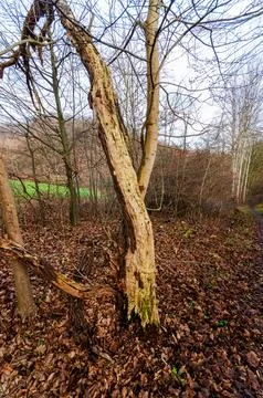 Decaying tree trunk with peeling bark in a forest floor covered with fallen.. Stock Photos