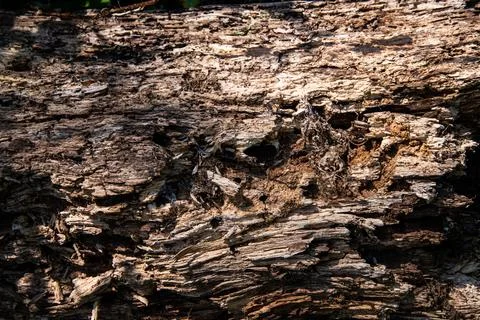 Decaying tree trunk with rough bark and natural texture Stock-Fotos