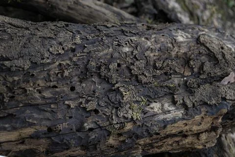 Decaying tree trunk showing textured old wood bark Stock Photos