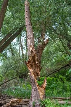 Decaying tree trunk standing amid a green forest Stock Photos