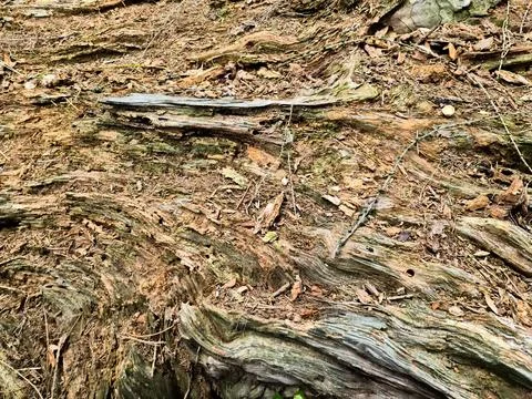 Decaying tree trunk texture showing decomposition process 스톡 사진