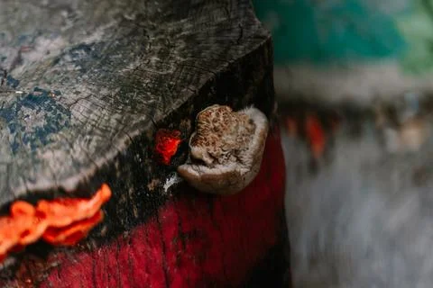 Decaying tree trunk with vibrant red fungus and textural mushroom growth Stock Photos