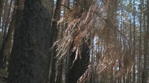 Decaying tree in wind Stockbeeldmateriaal 77077857
