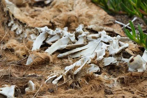 Decaying Wild Animal Carcass With Fur And Bones Stock Photos