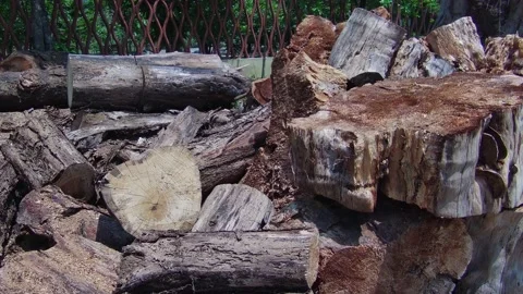 Decaying Wood Logs of Cut Down City Trees Stock Footage 211298027