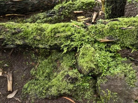 Decaying wooded patch. Mosscovered fallen trunk with fungi. Closeup of deco.. 写真素材