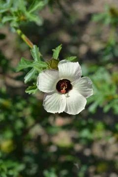 Deccan hemp Stock Photos