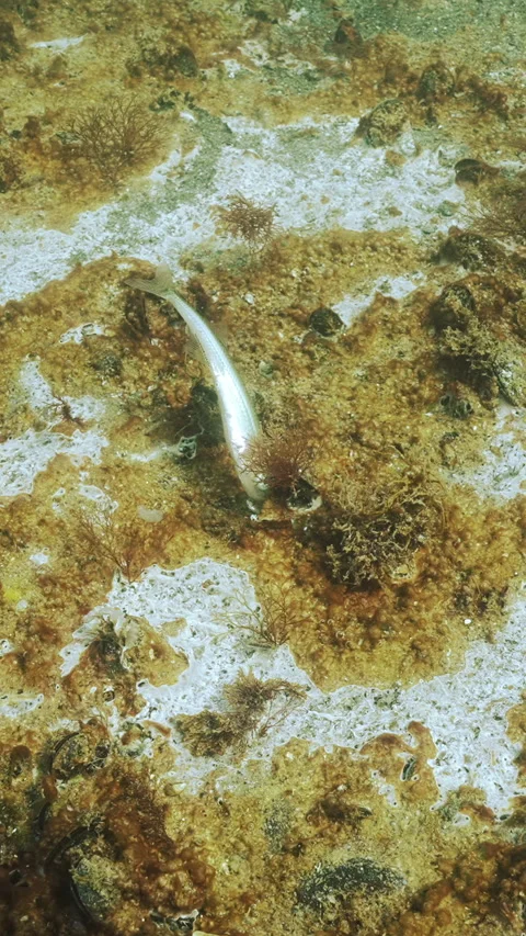 Deceased Big-scale Sand Smelt on seabed covered with layer of decomposing Видео 331608262