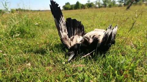 Deceased bird on the grass Stock Footage 51555274