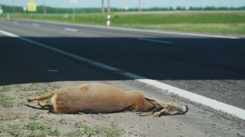 Deceased deer roadside, Wildlife carcass near highway edge, Fallen roe deer by Stock Footage 323799100