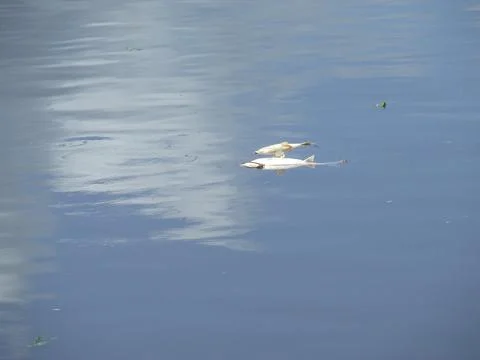 Deceased fish in river. Stock Photos