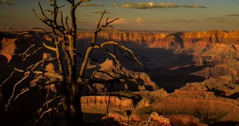 Deceased juniper tree overlooks the Grand Canyon at sunset. Stock Footage 328338183