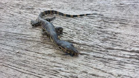 A deceased lizard lies motionless on its back on a weathered wooden surface Stock Photos