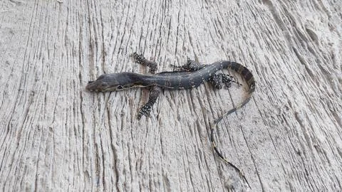 A deceased lizard lies motionless on its back on a weathered wooden surface Stock Photos