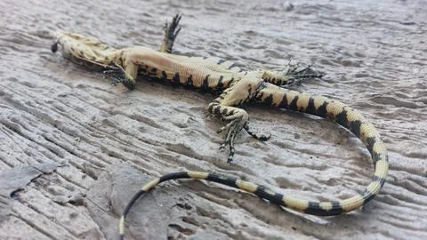 A deceased lizard lies motionless on its back on a weathered wooden surface Stock Photos