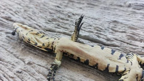 A deceased lizard lies motionless on its back on a weathered wooden surface Stock Photos