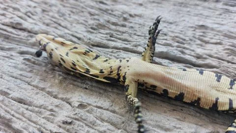A deceased lizard lies motionless on its back on a weathered wooden surface Stock Photos