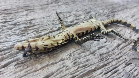 A deceased lizard lies motionless on its back on a weathered wooden surface Stock Photos
