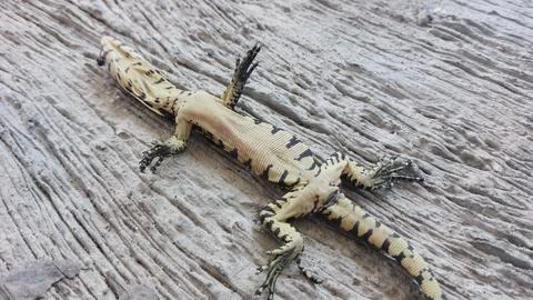 A deceased lizard lies motionless on its back on a weathered wooden surface Stock Photos