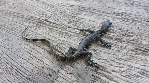 A deceased lizard lies motionless on its back on a weathered wooden surface Stock Photos
