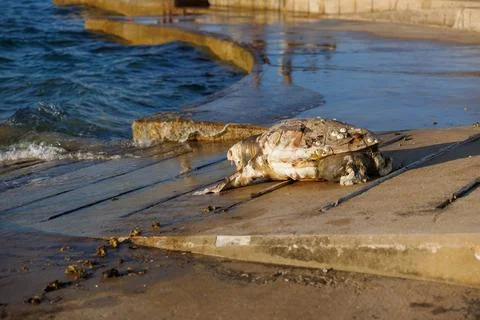Deceased loggerhead turtle found on shore Foto stock