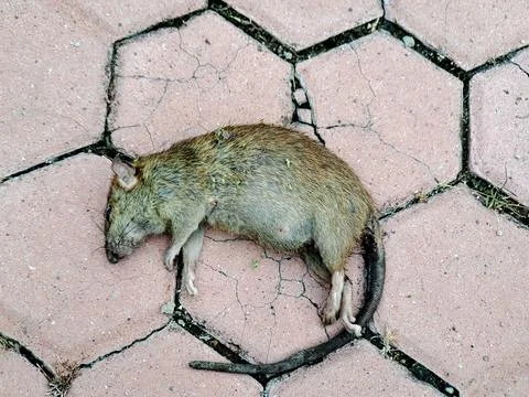 A deceased rodent lying on a cracked, patterned, pink brick surface viewed .. Stock Photos