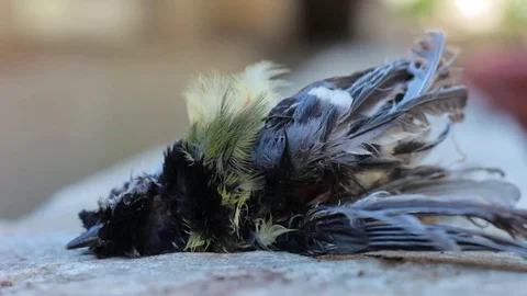 Deceased Wild Bird Stock Footage 74063504