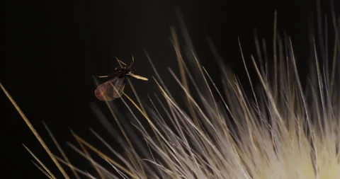 Deceased winged aphid, impaled on the thorn of a silver torch cactus. Stock Footage 268352318