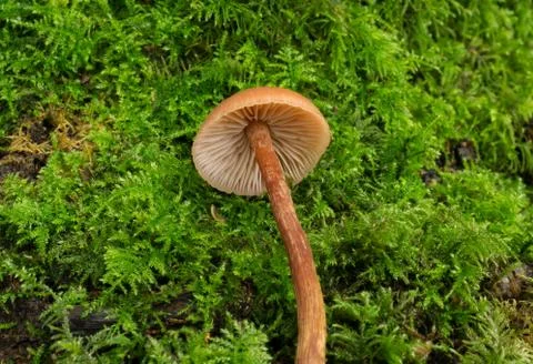 The Deceiver mushroom in the fall. Stock Photos