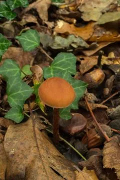 The deceiver mushroom. Stock Photos