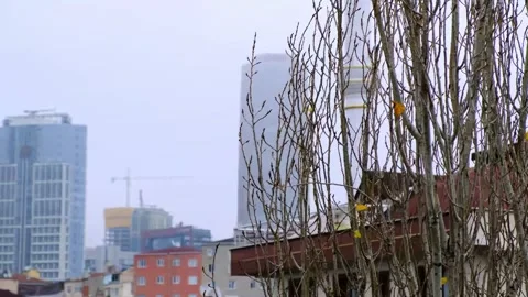 December 14 2020, Tree with few leaves in Istanbul, fall, cold, grey Stock Footage 145632295