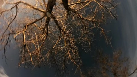 December night time-lapse of walnut tree with rotating camera and moving clouds Stock Footage 320097487