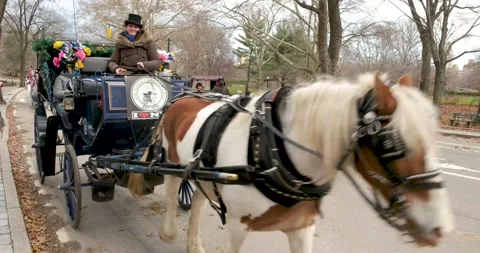 December in NYC (Manhattan) - Close-up pf horse-drawn buggy in Central Park Stock Footage 219111553