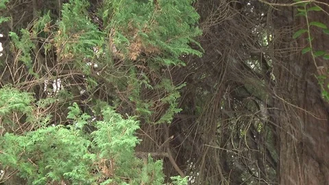 December snow fall in the Olympic Peninsula Rainforest 動画素材 70736249