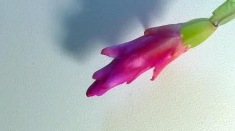 Decembrist Stock Footage 10573388