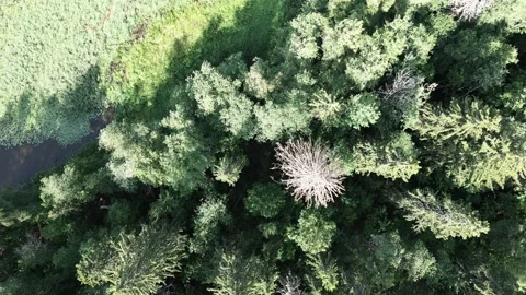 Decend into the Forest with a Drone Stock Footage 201605190