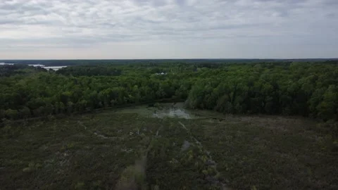 Decending flight down into swamp water area Video stock 239676870