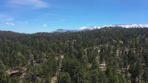 Decending into the trees Stock Footage 131685328