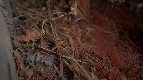 Decentralized collective labor: Worker ants performing high-efficiency logistics Stock Footage 324883350