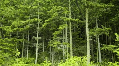 Deception Pass Bridge State Park Washington Stock Footage 73527028