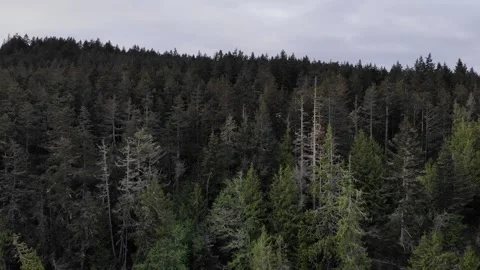 Deception Pass, Washington - Bridge and Bay Aerial Shots Stock Footage 131130751