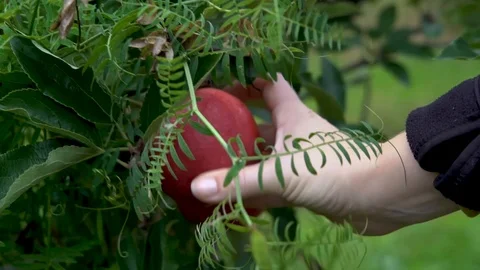 Deciding which apple to pick Stock Footage 117620100