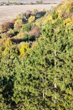 Decidious and coniferous forest with fields in autumn time Foto stock