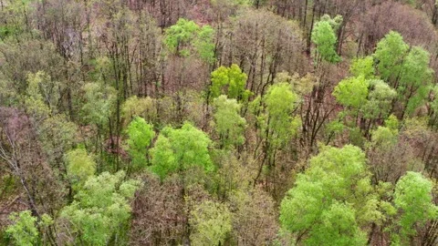 A decidual forest at the start of spring 4k 30fps video Stock Footage 272588277